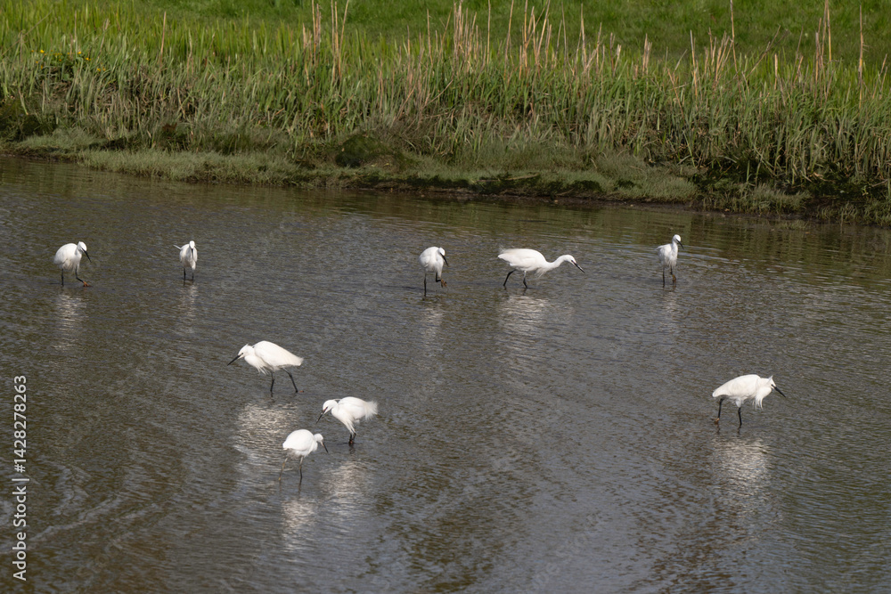 Aigrette garzette, Egretta garzetta, Little Egret, Rivière La Saire, Réville, 50, Manche, France