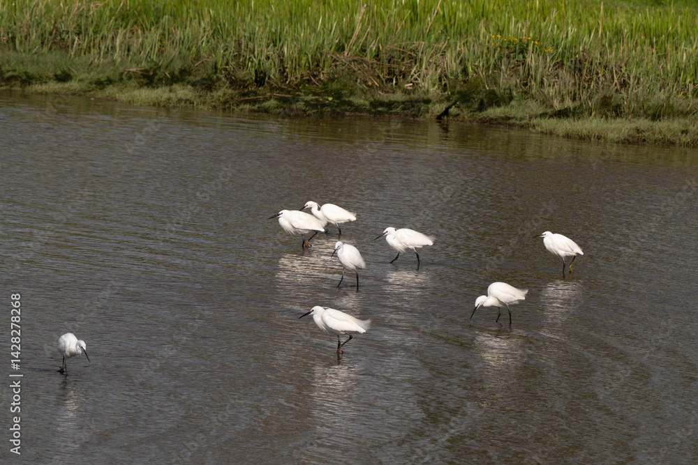 Aigrette garzette, Egretta garzetta, Little Egret, Rivière La Saire, Réville, 50, Manche, France