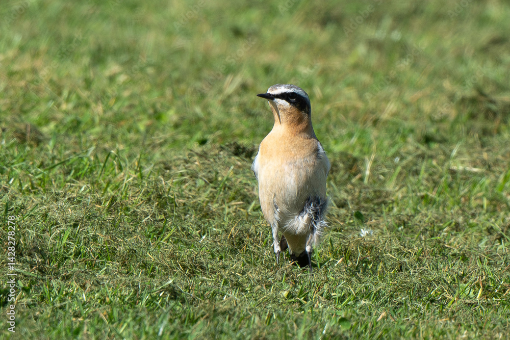 Traquet motteux,.Oenanthe oenanthe, Northern Wheatear