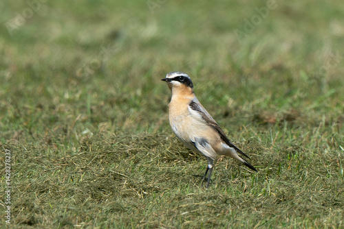Obraz na płótnie Traquet motteux,.Oenanthe oenanthe, Northern Wheatear w salonie