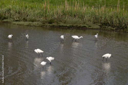 Obraz na płótnie Aigrette garzette, Egretta garzetta, Little Egret, Rivière La Saire, Réville, 50, Manche, France w salonie