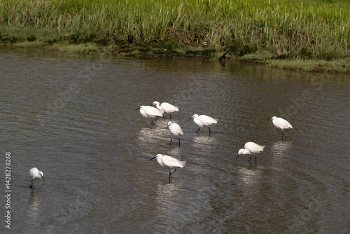 Obraz na płótnie Aigrette garzette, Egretta garzetta, Little Egret, Rivière La Saire, Réville, 50, Manche, France w salonie