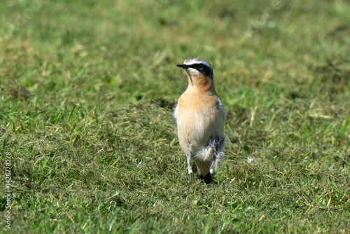 Obraz na płótnie Traquet motteux,.Oenanthe oenanthe, Northern Wheatear w salonie