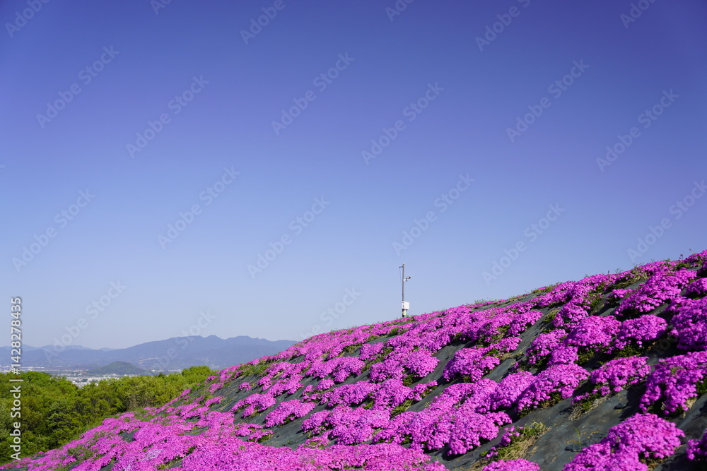 青空に映える芝桜