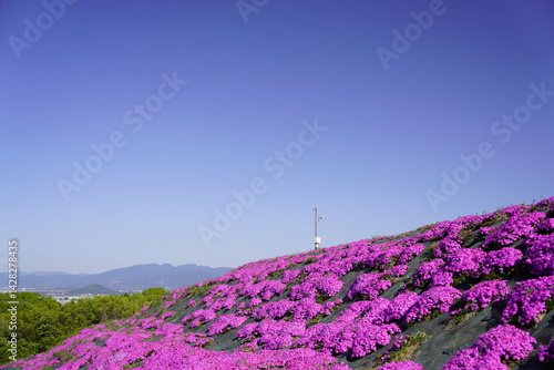 青空に映える芝桜