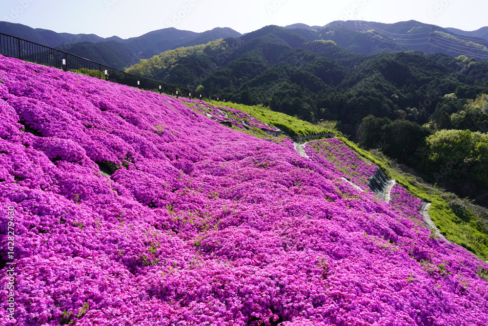 青空に映える芝桜