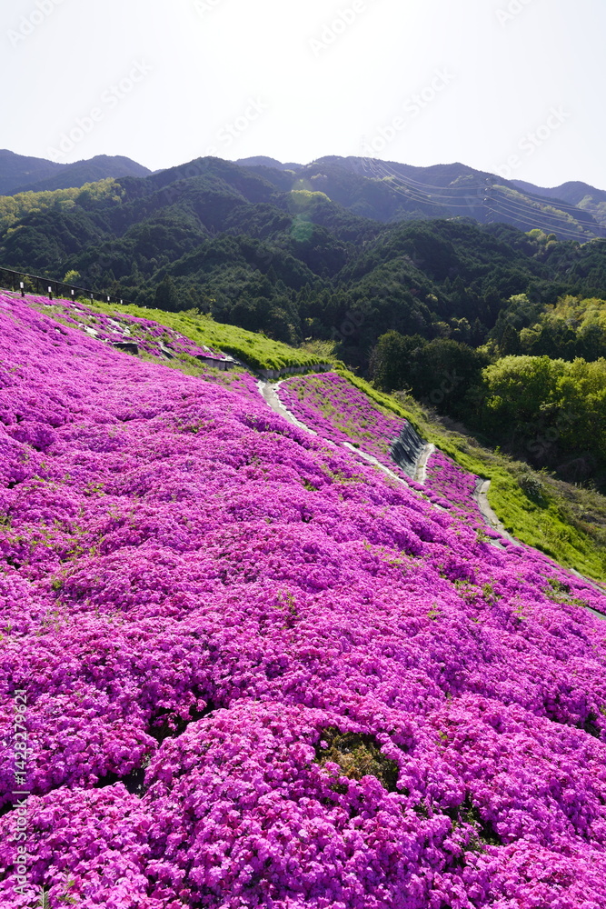 青空に映える芝桜