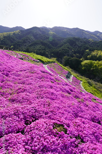 Obraz na płótnie 青空に映える芝桜 w salonie