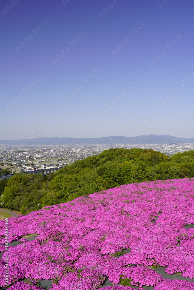 青空に映える芝桜