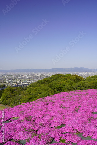 青空に映える芝桜