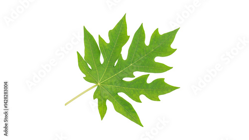 Wallpaper Mural Green papaya leaf on a white background. Torontodigital.ca