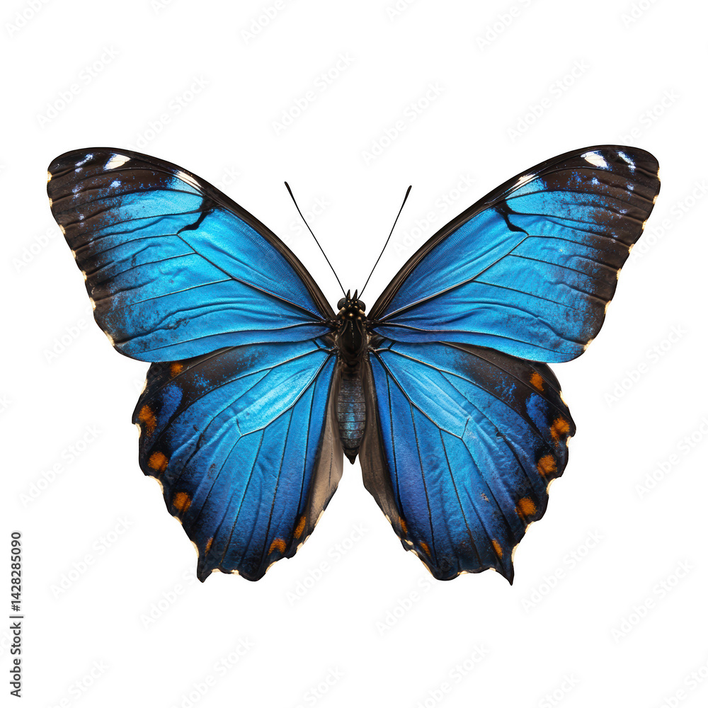 Obraz premium Stunning blue morpho butterfly wings isolated on art macro fauna image on transparent background
