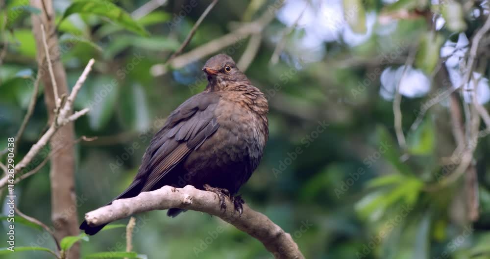 custom made wallpaper toronto digitalBlackbird Sitting in Tree in Slow Motion | Serene Woodland Bird Moment