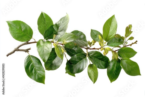 Fresh green leaves on branch