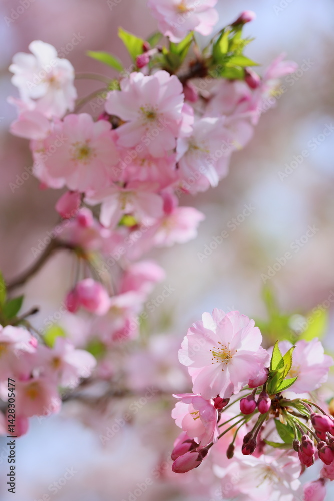 Obraz premium 淡いピンクの思川桜のクローズアップ