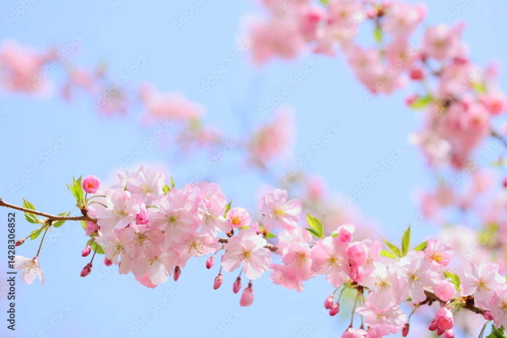 Obraz premium 淡いピンクの思川桜 青空背景