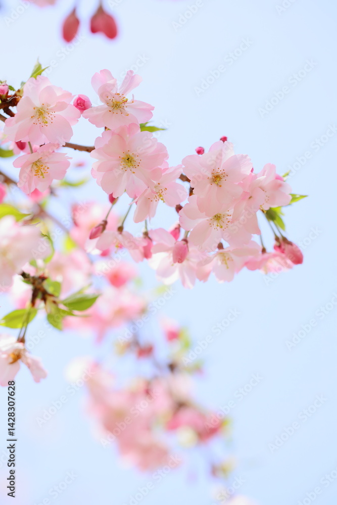 淡いピンクの思川桜のクローズアップ 青空背景 淡いピンクの思川桜のクローズアップ 青空背景
