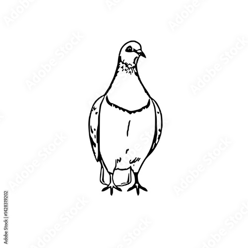 vector illustration of a pigeon 