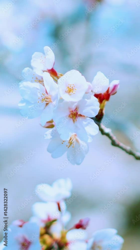 春風に揺れる桜と木々の自然風景(縦動画素材) 春風に揺れる桜と木々の自然風景(縦動画素材)