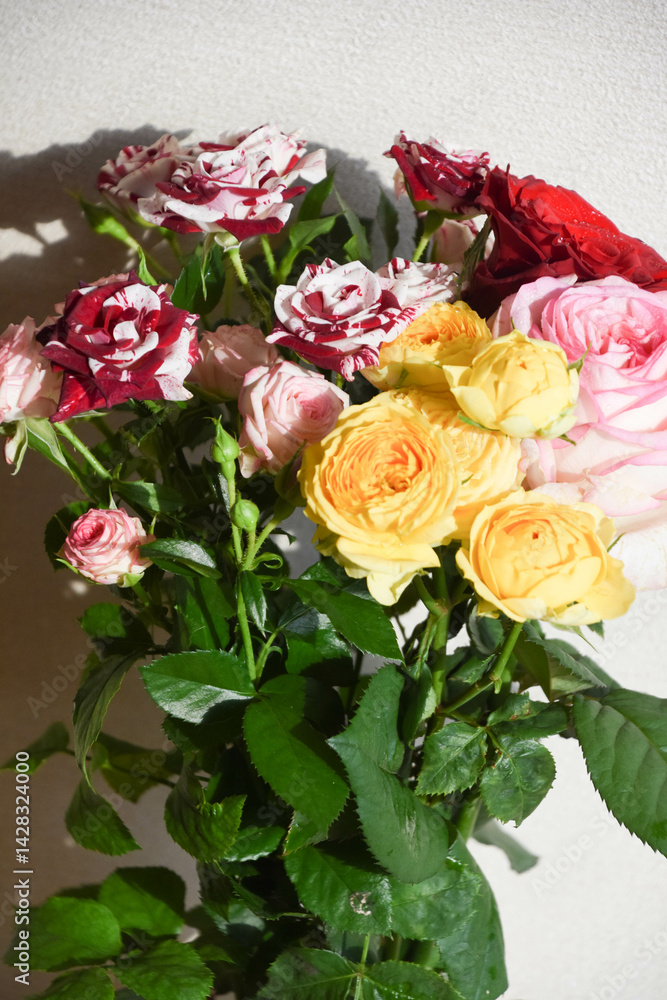 Fototapeta premium カラフルなばら