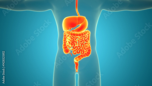 Foto Human Digestive System Anatomy