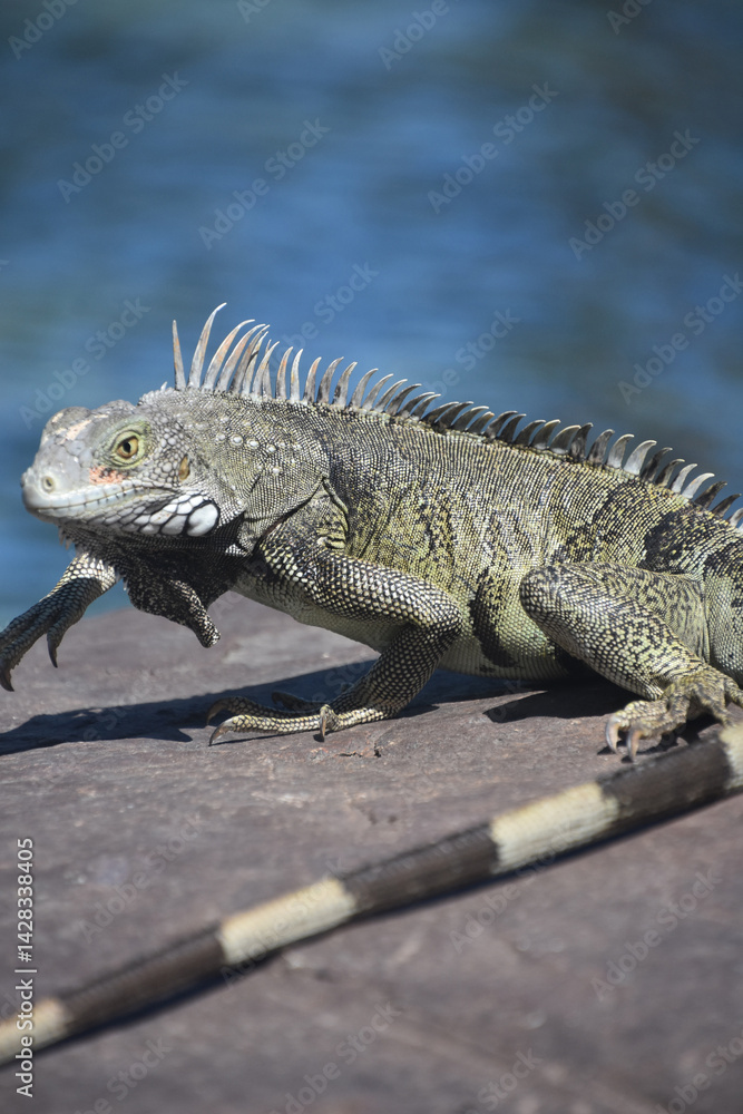 Fototapeta premium Twisting and Turning Iguana on a Large Rock