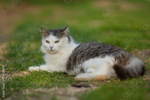A fluffy white and grey cat with yellow eyes rests peacefully on a patch of green grass