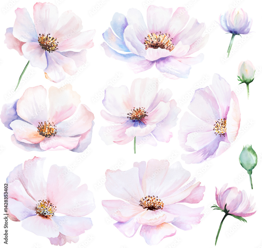 Watercolor pink blush peony flowers isolated illustration, pastel romantic floral wedding element