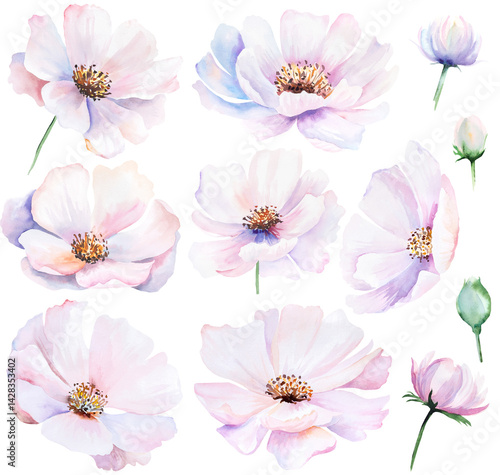 Obraz na płótnie Watercolor pink blush peony flowers isolated illustration, pastel romantic floral wedding element w salonie