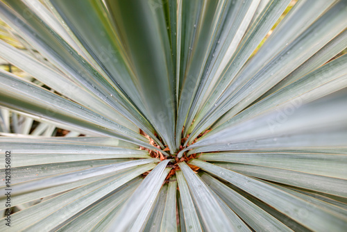 A close up of a leafy plant with a green stem