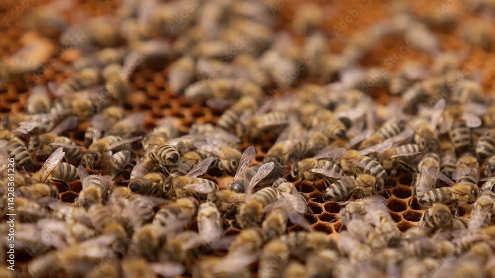 Explore the intricate world of honey bees working in their hive during summer Explore the intricate world of honey bees working in their hive during summer