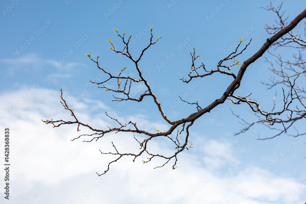 A tree branch with leaves and a blue sky in the background A tree branch with leaves and a blue sky in the background