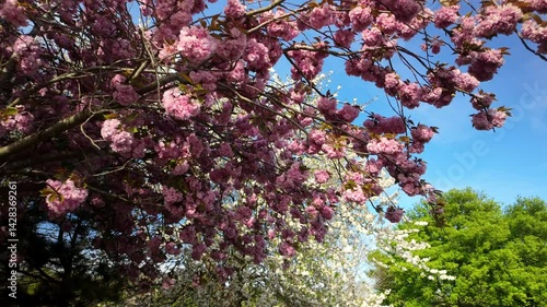 Pink and white cherry blossom trees in full spring bloom with lush green tree in background, peaceful and vibrant nature scene