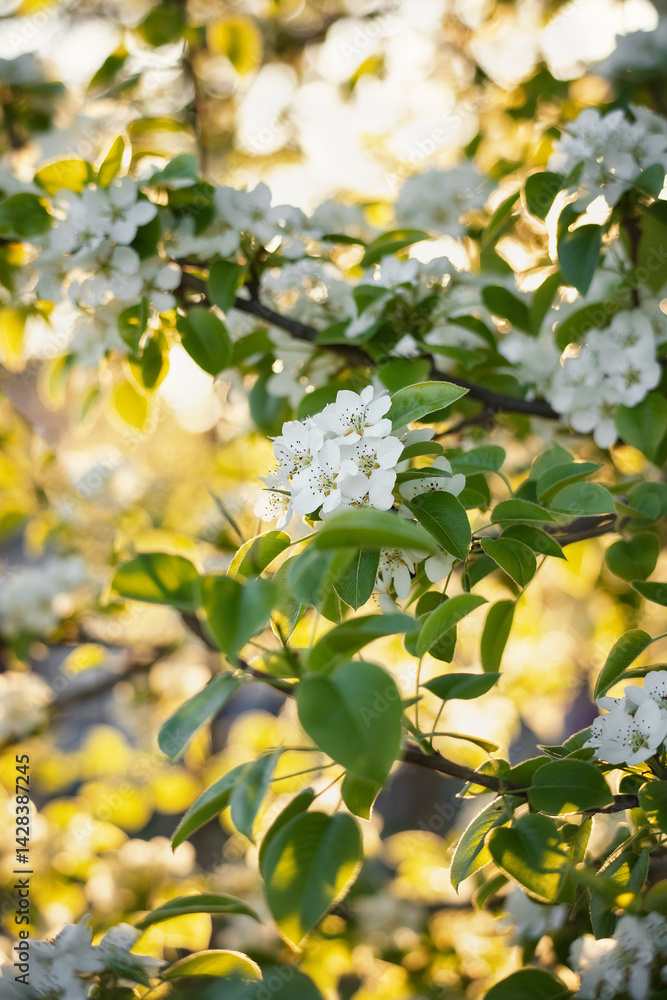 Fototapeta premium A photo of a blooming pear tree in spring.