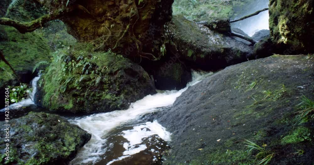 Waipohatu Stream Flowing Through New Zealand’s Dark Forest | Remote Nature Scene Waipohatu Stream Flowing Through New Zealand’s Dark Forest | Remote Nature Scene