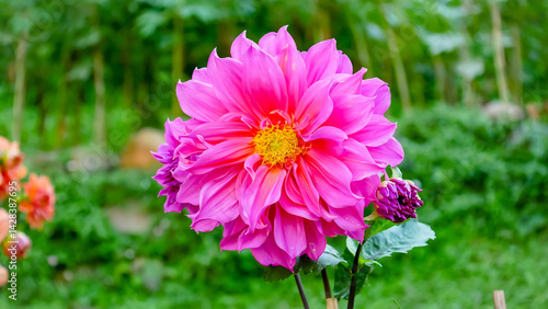 pink dahlia flower in garden
