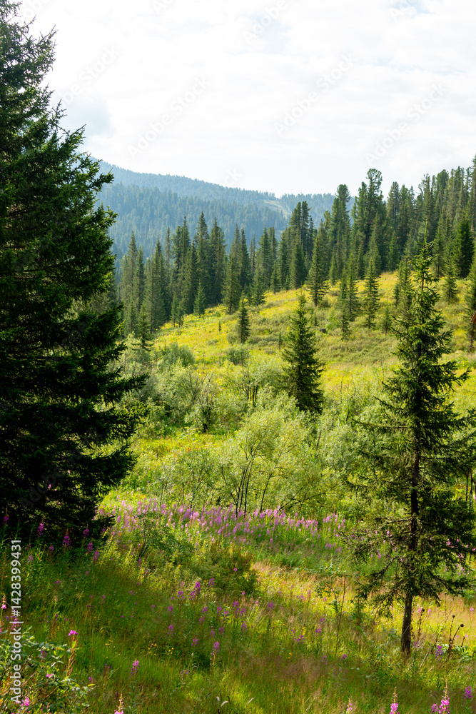 A blooming mountain meadow in the evening A blooming mountain meadow in the evening