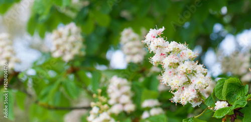 Beautiful close-up of the flowers of aesculus hippocastanum