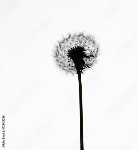 Wallpaper Mural whole round fluffy Dandelion isolated on white background. illustration dandelion time. Black silhouette of Dandelion seeds blowing in wind. The wind inflates a dandelion isolated on white backdrop. Torontodigital.ca