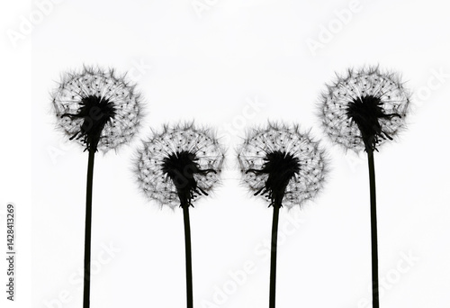 Wallpaper Mural 2 two whole round fluffy pair couple of Dandelions isolated on white background. illustration. Black silhouette of seeds blowing in wind. The wind inflates a dandelion isolated on white backdrop. Torontodigital.ca