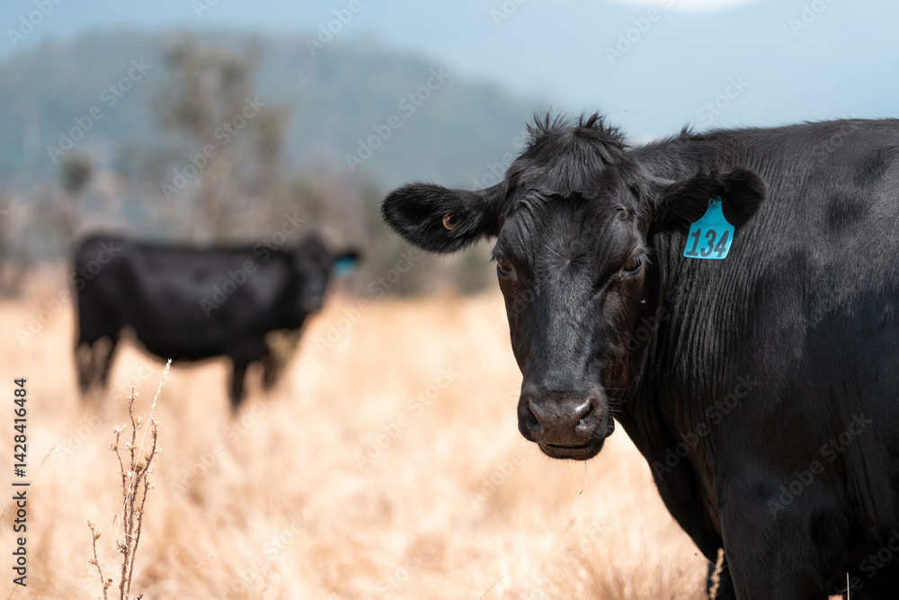 Stud beef cows in a field on a farm in England. English cattle in a meadow grazing on pasture in springtime. Green grass growing in a paddock on a sustainable agricultural ranch.