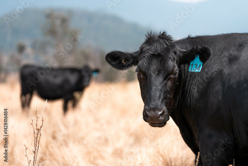 Obraz na płótnie Stud beef cows in a field on a farm in England. English cattle in a meadow grazing on pasture in springtime. Green grass growing in a paddock on a sustainable agricultural ranch. w salonie