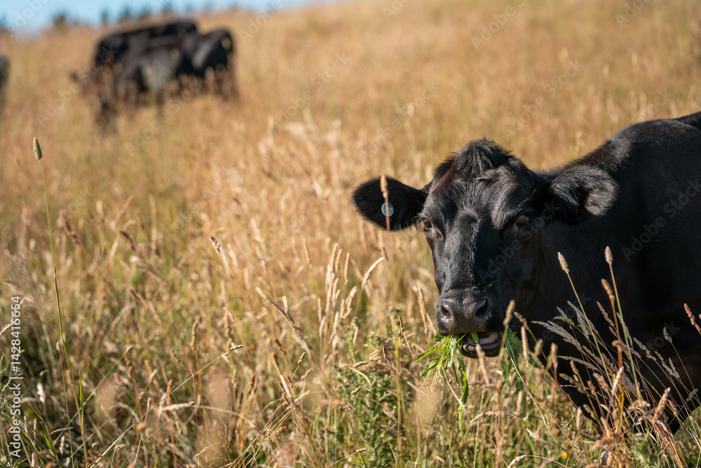 beautiful cattle in Australia eating grass, grazing on pasture. Herd of cows free range beef being regenerative raised on an agricultural farm. Sustainable farming