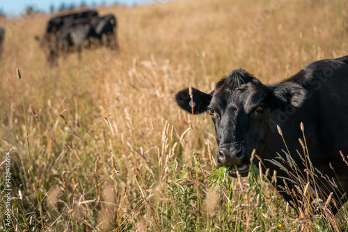 Obraz na płótnie beautiful cattle in Australia eating grass, grazing on pasture. Herd of cows free range beef being regenerative raised on an agricultural farm. Sustainable farming w salonie