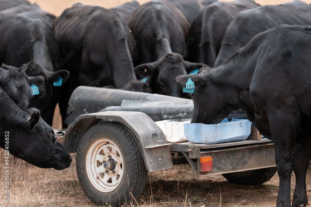 Stud beef cows in a field on a farm in England. English cattle in a meadow grazing on pasture in springtime. Green grass growing in a paddock on a sustainable agricultural ranch.