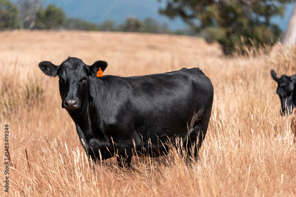 Stud beef cows in a field on a farm in England. English cattle in a meadow grazing on pasture in springtime. Green grass growing in a paddock on a sustainable agricultural ranch.