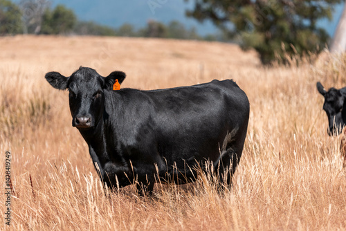 Obraz na płótnie Stud beef cows in a field on a farm in England. English cattle in a meadow grazing on pasture in springtime. Green grass growing in a paddock on a sustainable agricultural ranch. w salonie