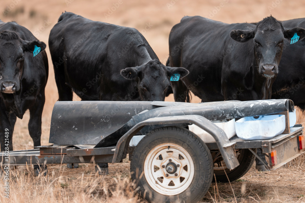 Stud beef cows in a field on a farm in England. English cattle in a meadow grazing on pasture in springtime. Green grass growing in a paddock on a sustainable agricultural ranch.