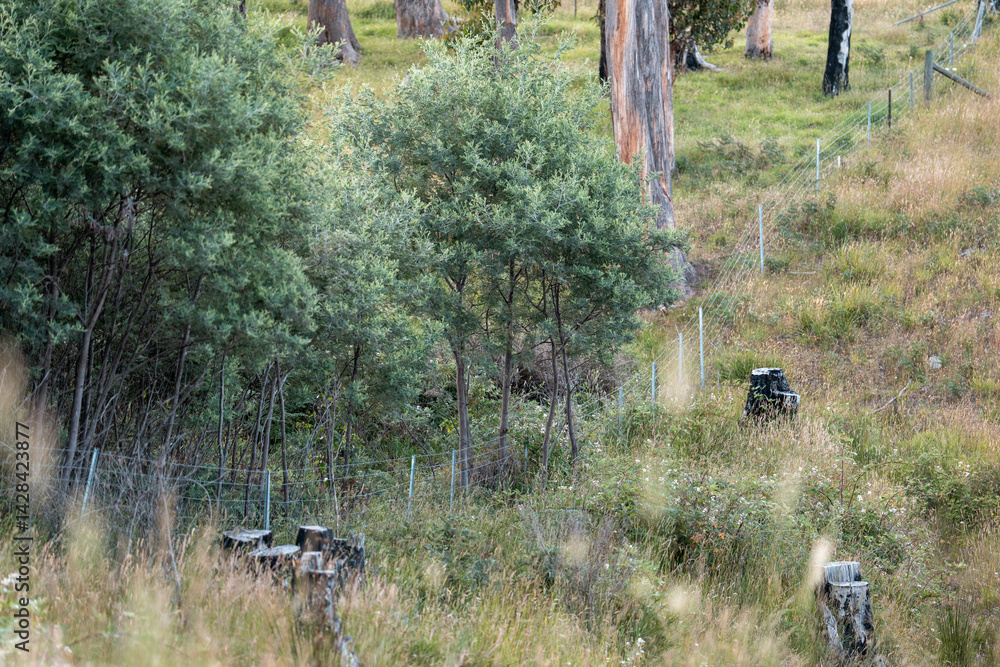 electric wire fence on a wooden pine post fence post on a farm in australia