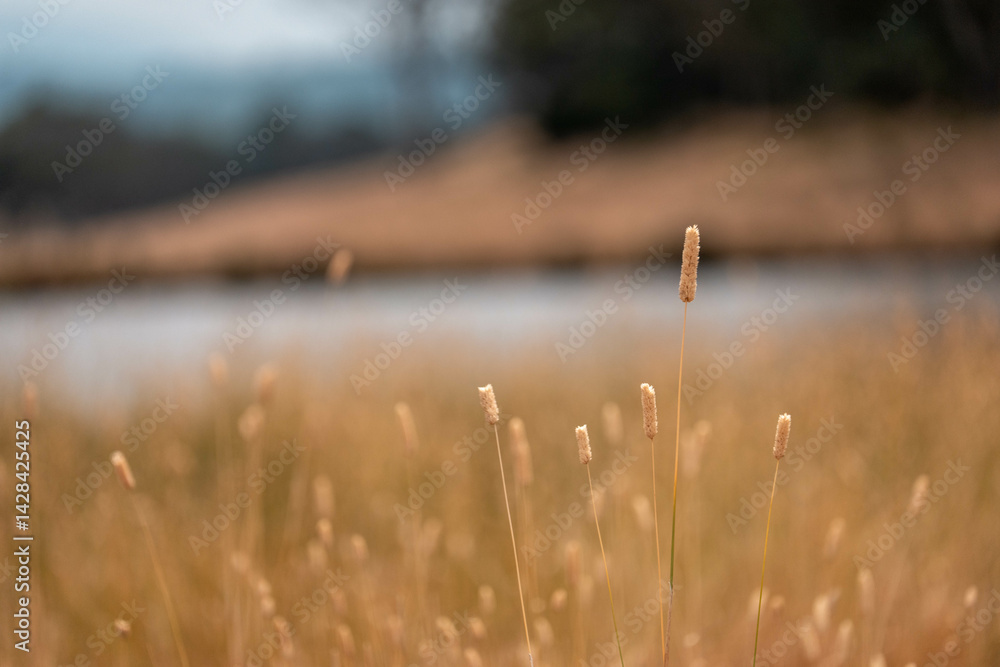 pasture and grasses growing on a regenerative agricultural farm. native plants storing carbon in australia